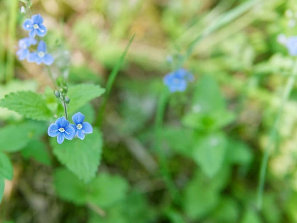 pianta fiore miosotis