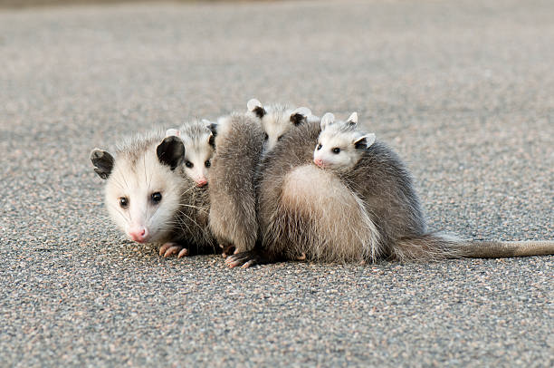 didelfide opossum