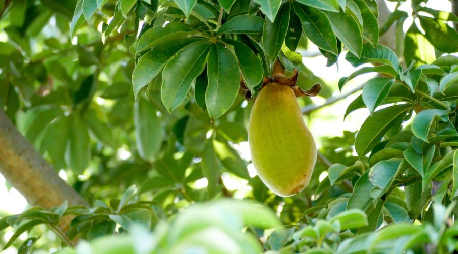 baobab frutta