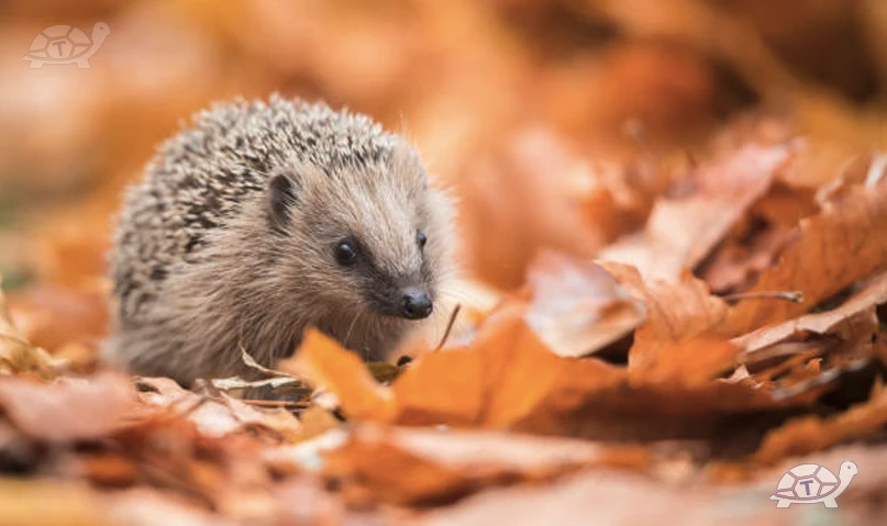 Riccio Tutto Quello Che C Da Sapere Talki blog