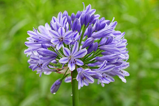 fiore agapanthus