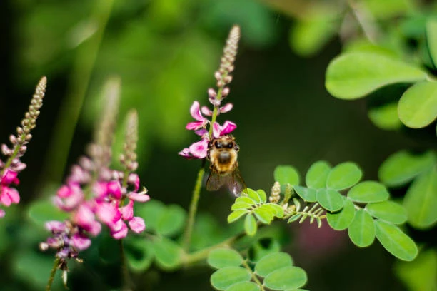fiore indigofera heterantha