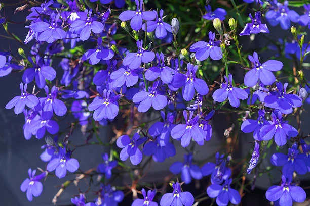 fiore lobelia