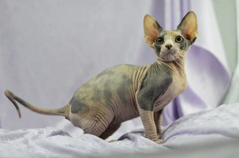 gatto mexican hairless