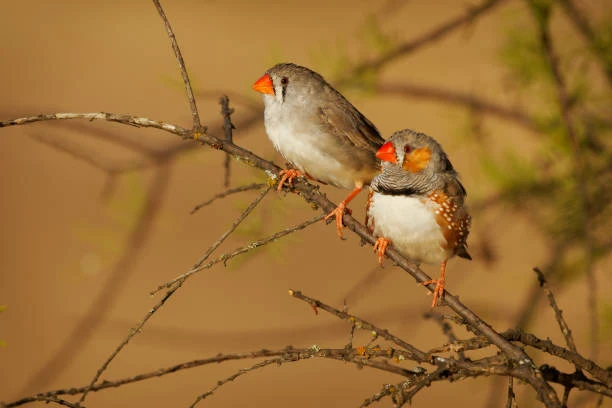 diamantino mandarino