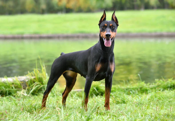 cane dobermann