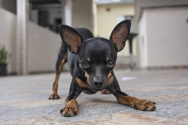 cane pinscher