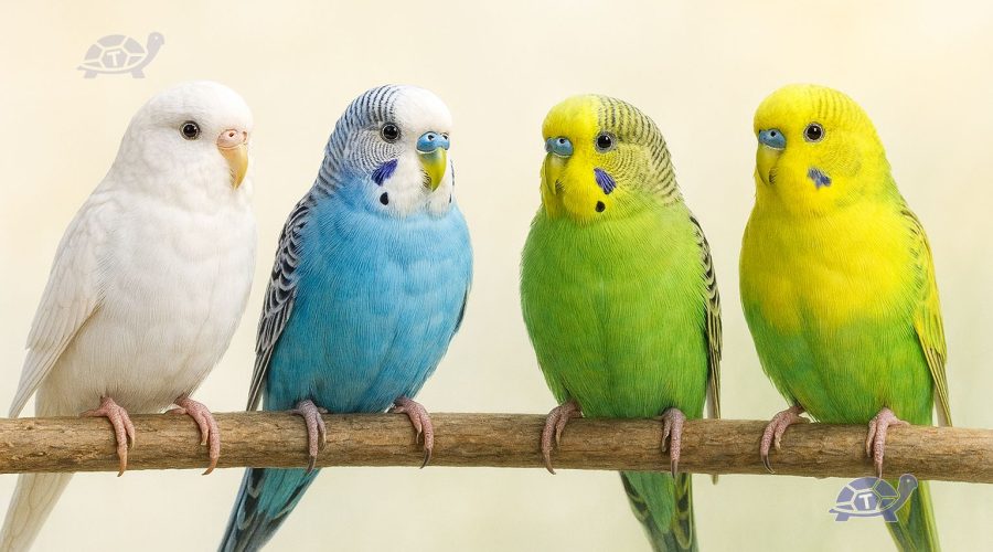 cocorite maschio femmina