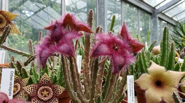 stapelia fucsia